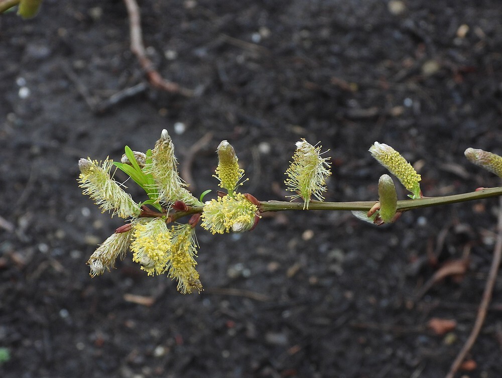 salixspecingangoudeevolutietuinbotanischetuinenutrecht20022024