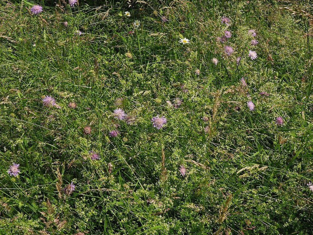 beemdkroonontdektuinbotanischetuinenutrecht28052024 1