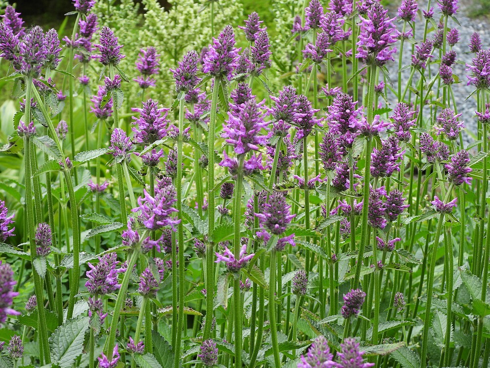 betonierotstuinbotanischetuinenutrecht08062024