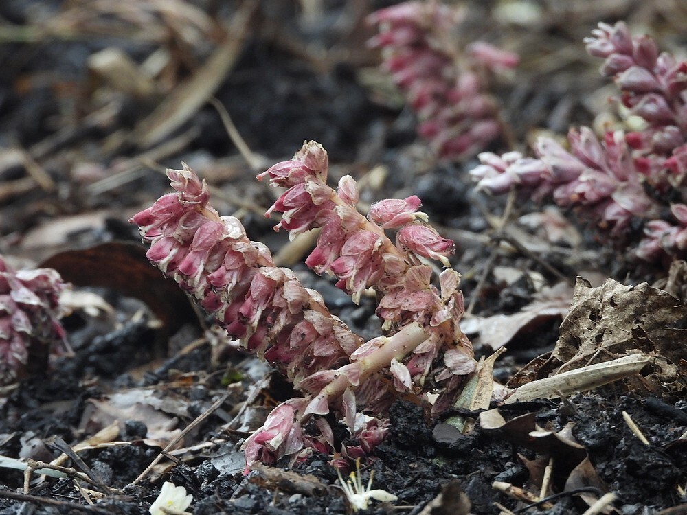 onbekendbamboebosbotanischetuinenutrecht23022024