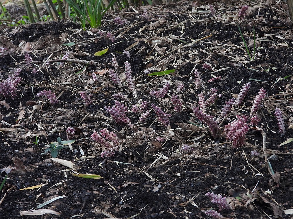 blekeschubwortelbamboebosbotanischetuinenutrecht28022024