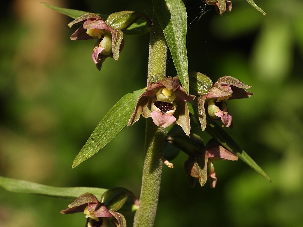 bredewespenorchisbotanischetuinenutrecht14072024