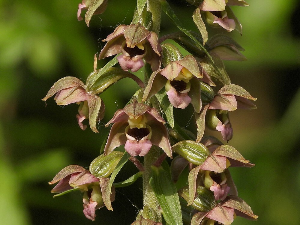 bredewespenorchisbotanischetuinenutrecht18072024 1