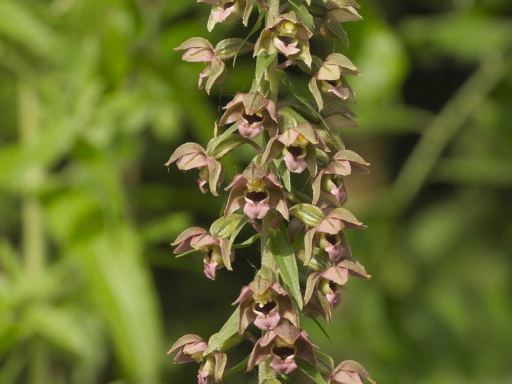 bredewespenorchisbotanischetuinenutrecht18072024 2