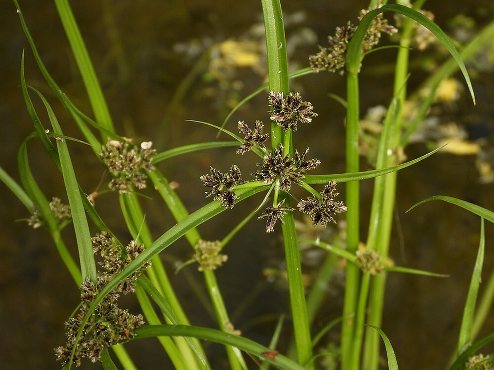 bruincypergrasontdektuinbotanischetuinenutrecht22092024