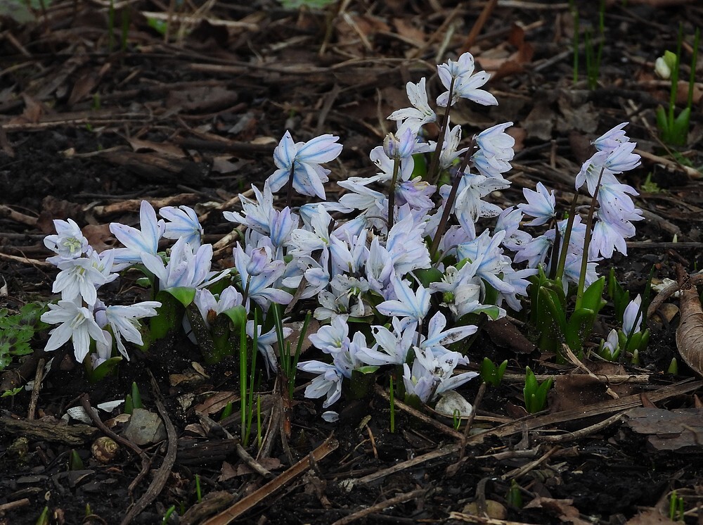 onbekendbotanischetuinenutrecht07022024 1