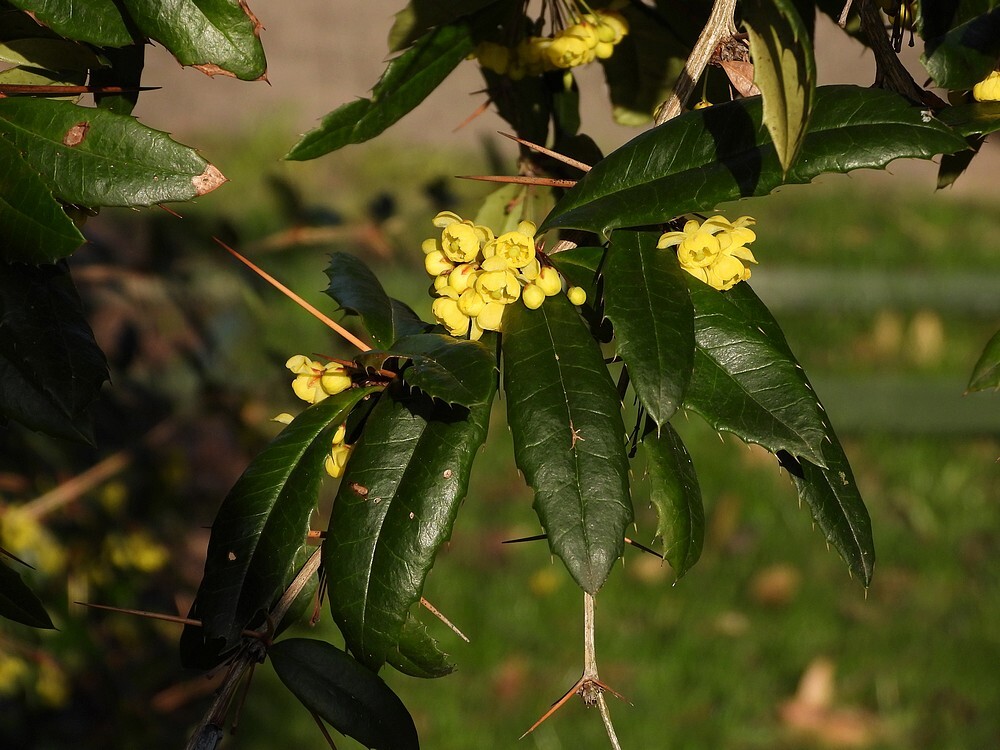 chinesezuurbesterrasbotanischetuinenutrecht27022024