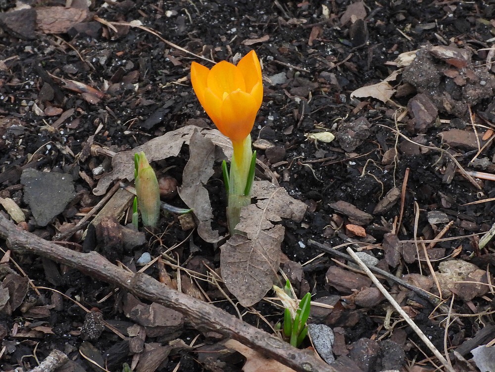crocusthirkeanusrotstuinbotanischetuinenutrecht05022024