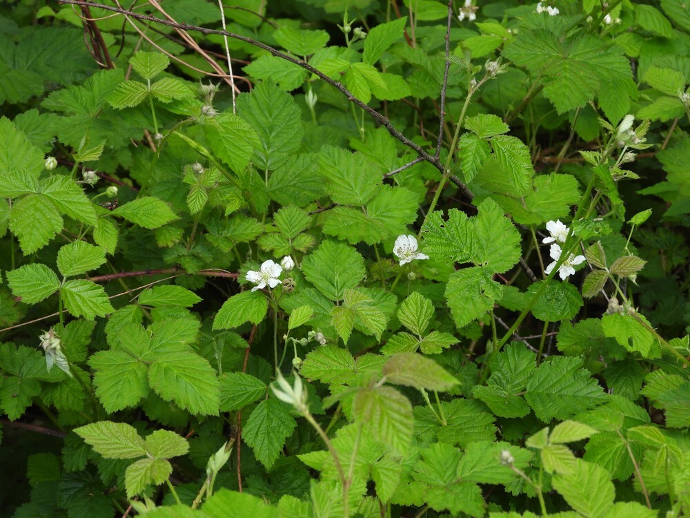 dauwbraambuitenfotbotanischetuinenutrecht07052024
