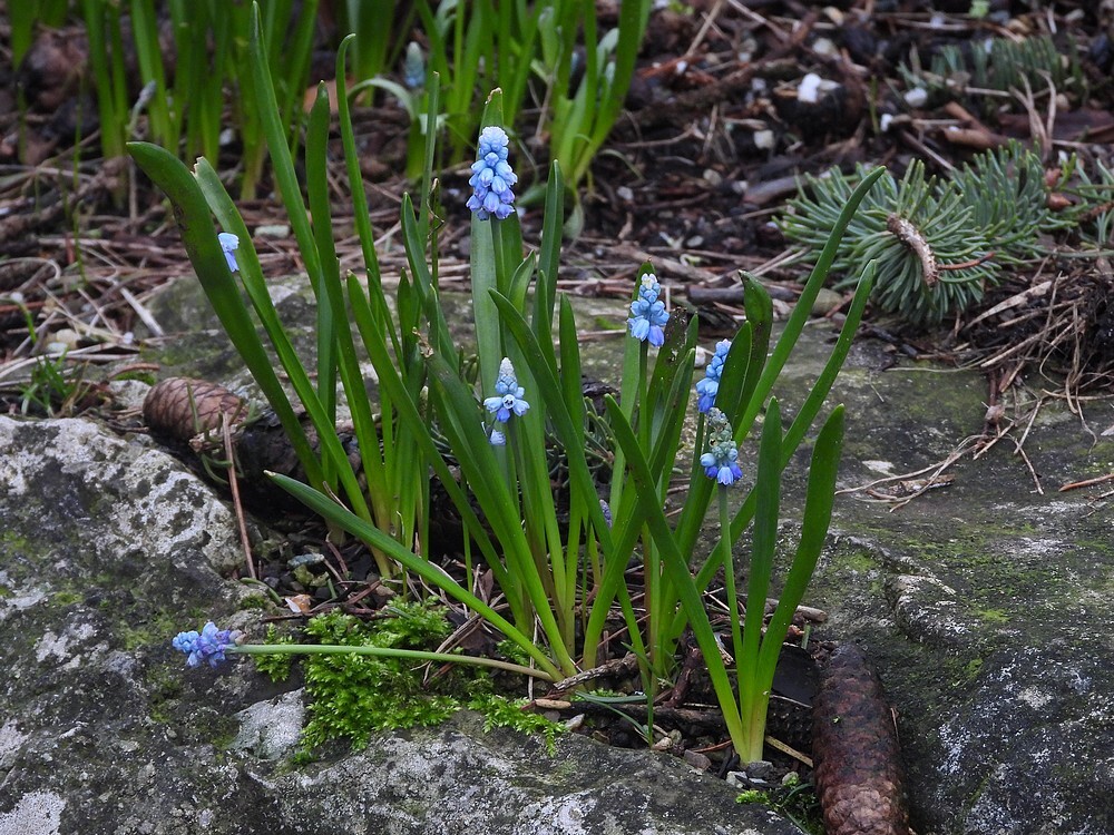 druifhyacintrotstuinbotanischetuinenutrecht23022024
