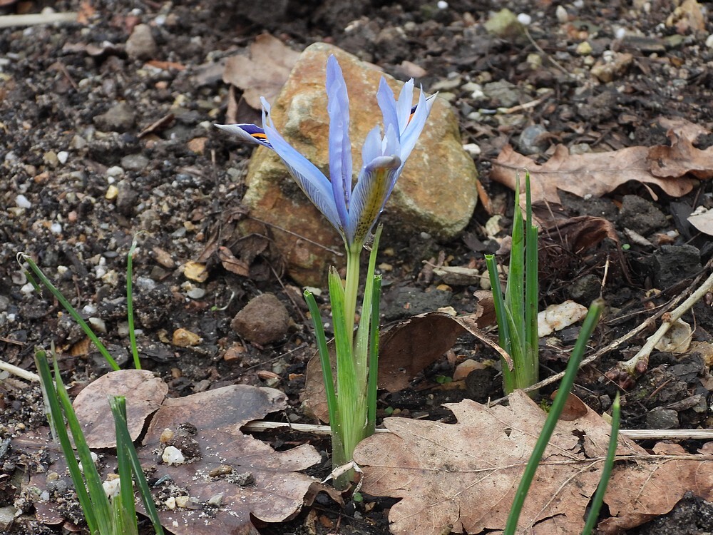 irisspecontdektuinbotanischetuinenutrecht20022024 1