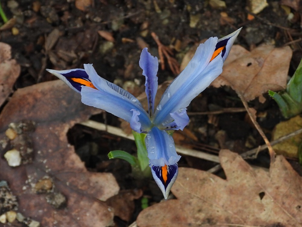 irisspecontdektuinbotanischetuinenutrecht20022024 2