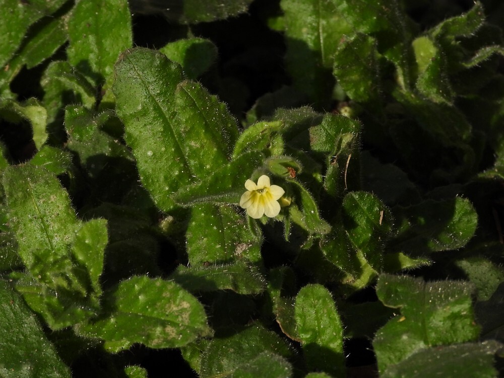 geelmonnikskruidforthoofddijkbotanischetuinenutrecht27022024