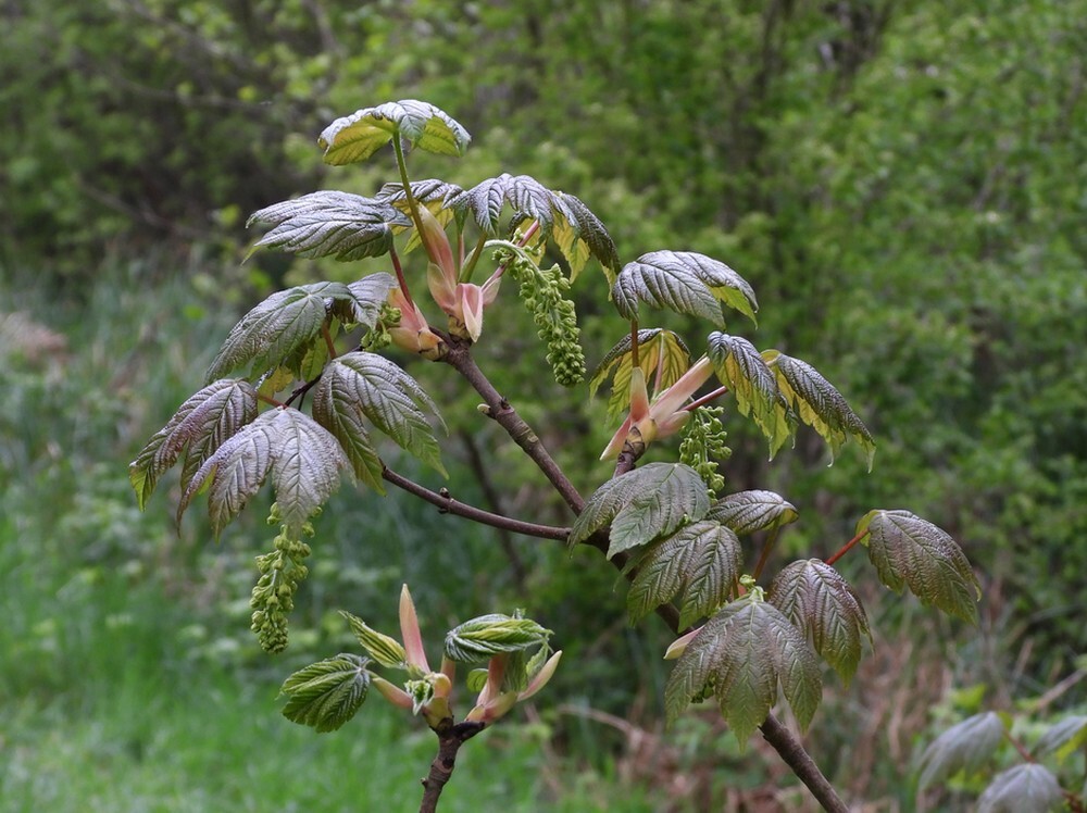 gewoneesdoornbuitenfortbotanischetuinenutrecht18042024