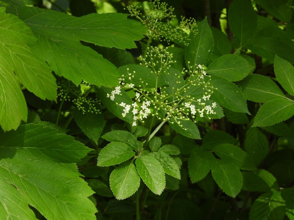 gewonevlierbuitenfotbotanischetuinenutrecht07052024