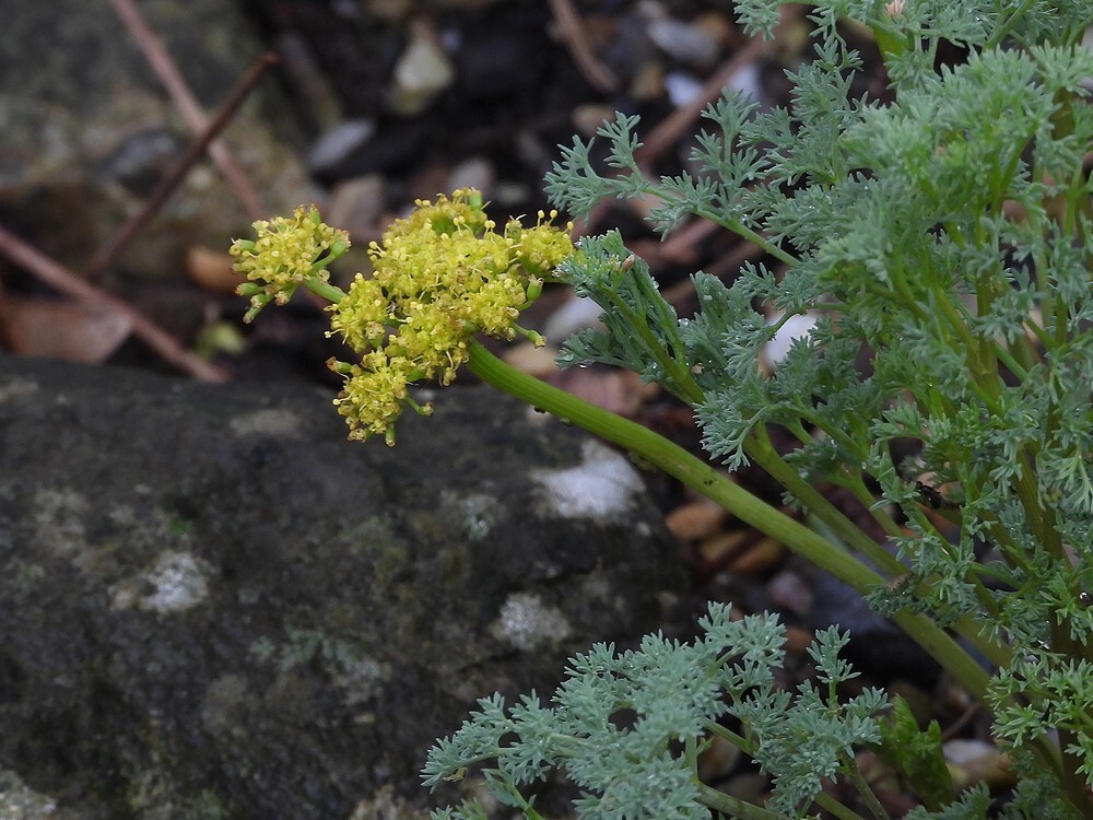 grayswoestijnpeterseliebotanischetuinenutrecht16022024