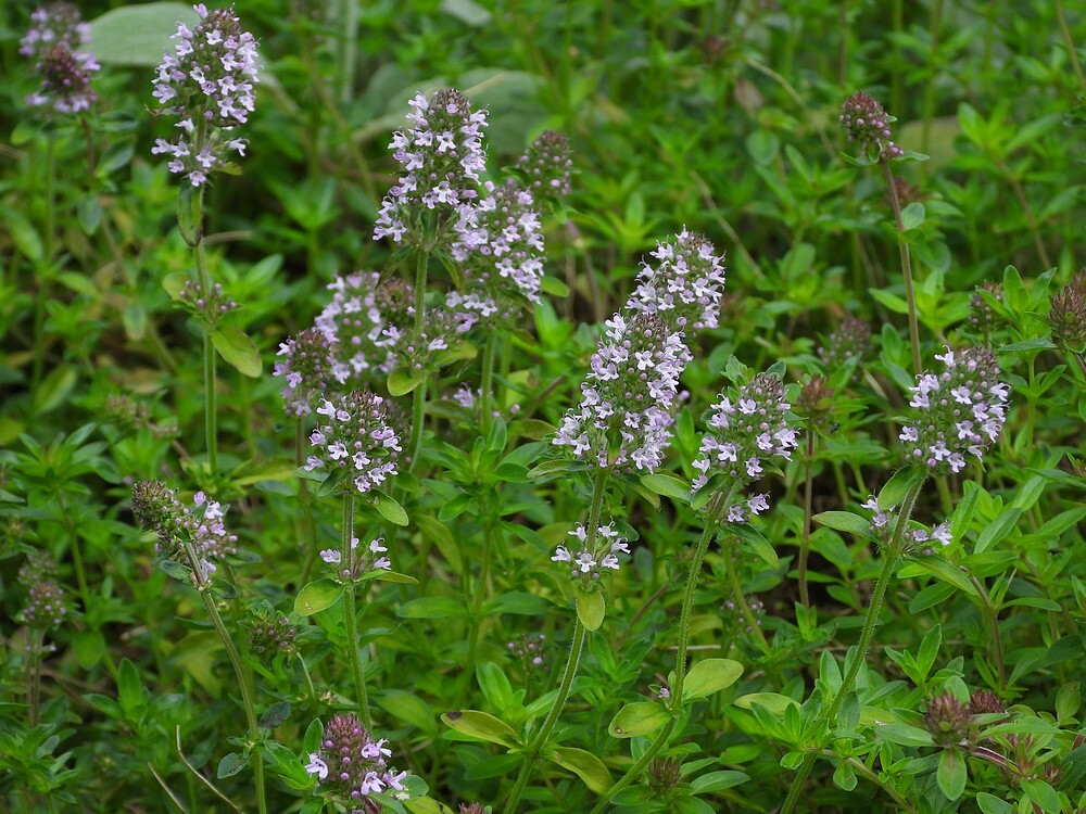 grotetijmrotstuinbotanischetuinenutrecht08062024