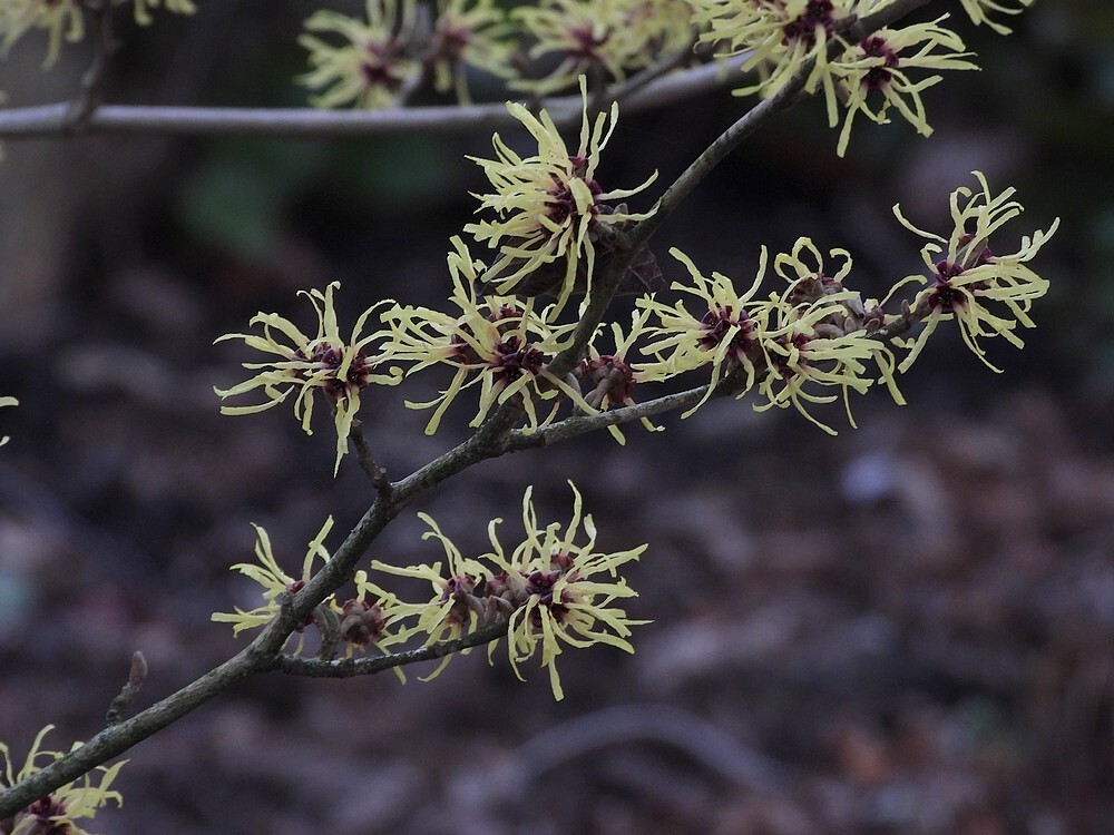 hamamelisintermdiagimbornsperfumbotanischetuinenutrecht05022024