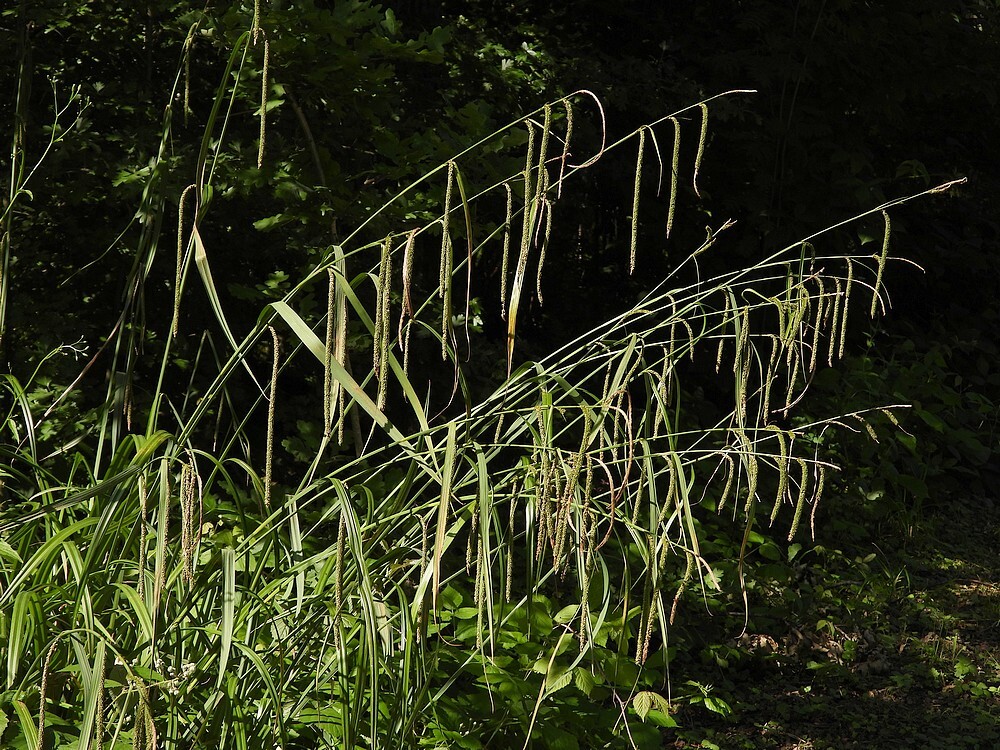 hangendezeggebotanischetuinenutrecht13062024