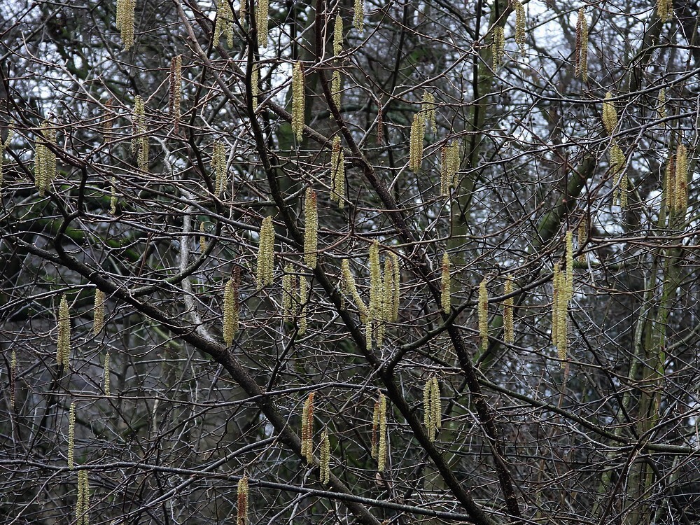 hazelaarbotanischetuinenutrecht12022024