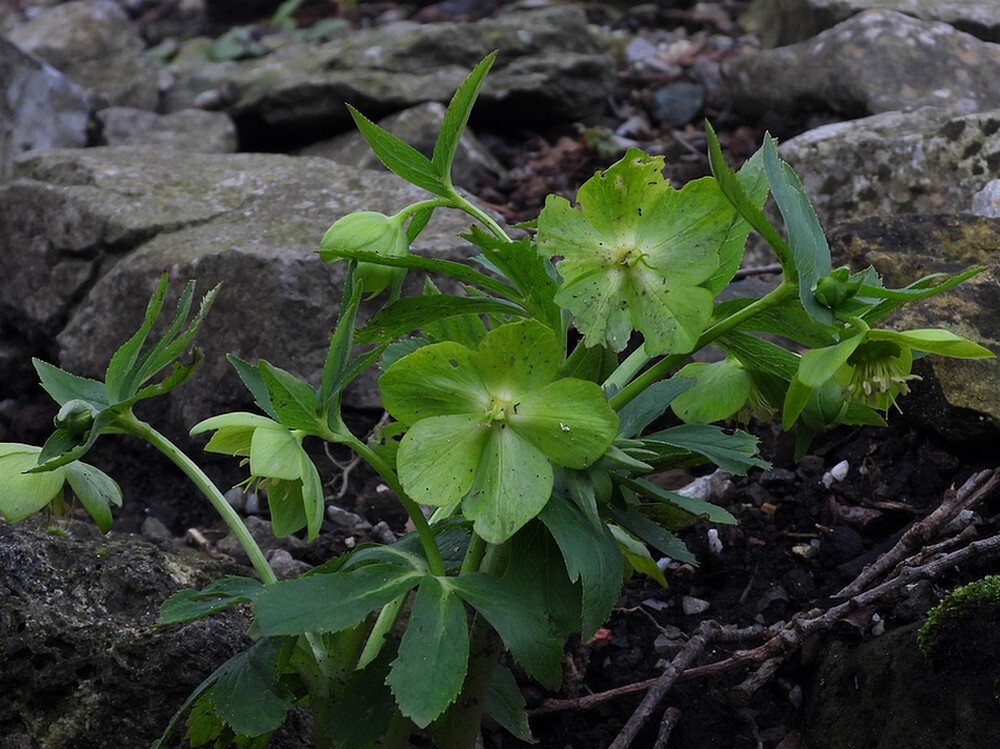 helleboruscyclophyllusbotanischetuinenutrecht19022024