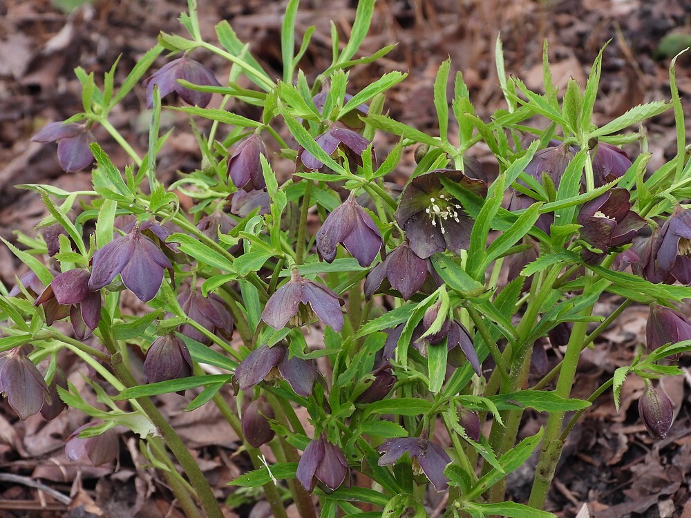 helleborusdumetorumsubspatrorubensontdektuinbotanischetuinenutrecht28022024