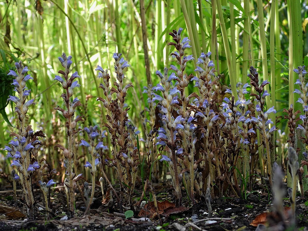 hennepvreterontdektuinbotanischetuinenutrecht22092024 2