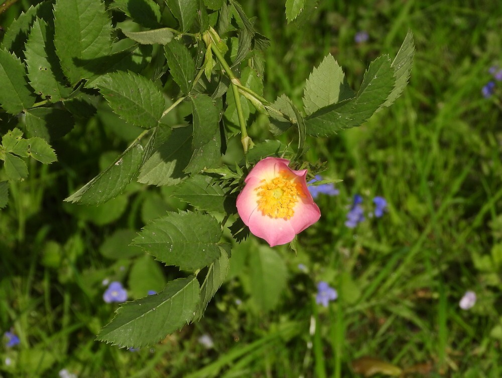 hondsroosspecbuitenfortbotanischetuinenutrecht06052024