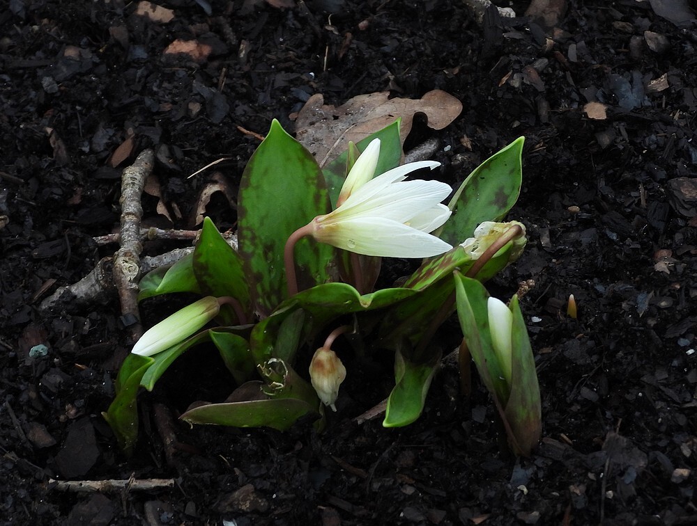 erythroniumcausasicumrotstuinbotanischetuinenutrecht19022024