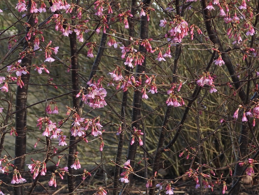 japansesierkersbotanischetuinenutrecht13022024