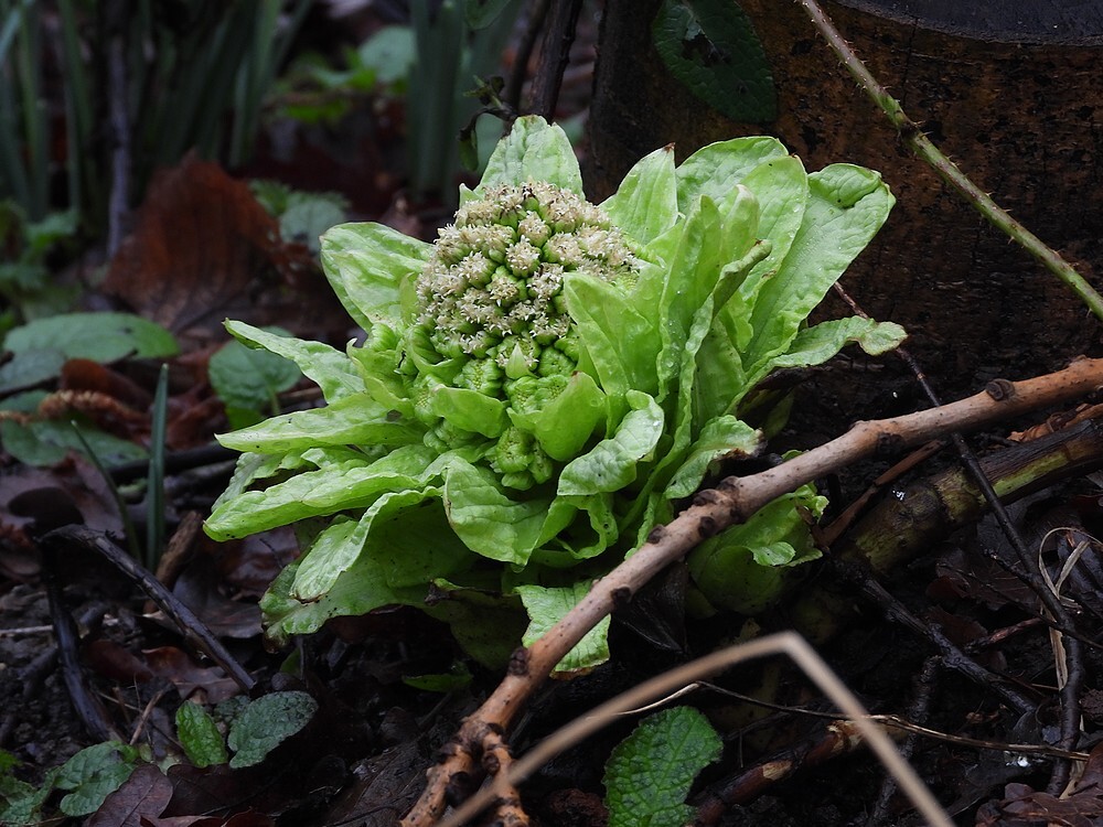 japanshoefbladbotanischetuinenutrecht15022024