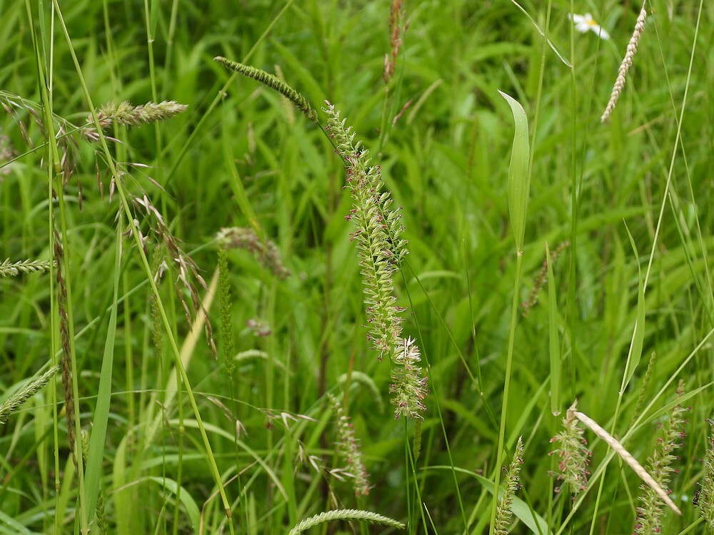 kamgrasbuitenfortbotanischetuinenutrecht12062024