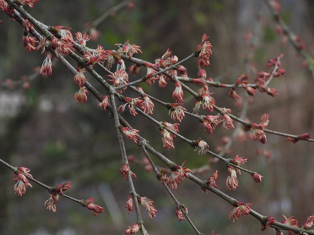 katsuraboomontdektuinbotanischetuinenutrecht28022024