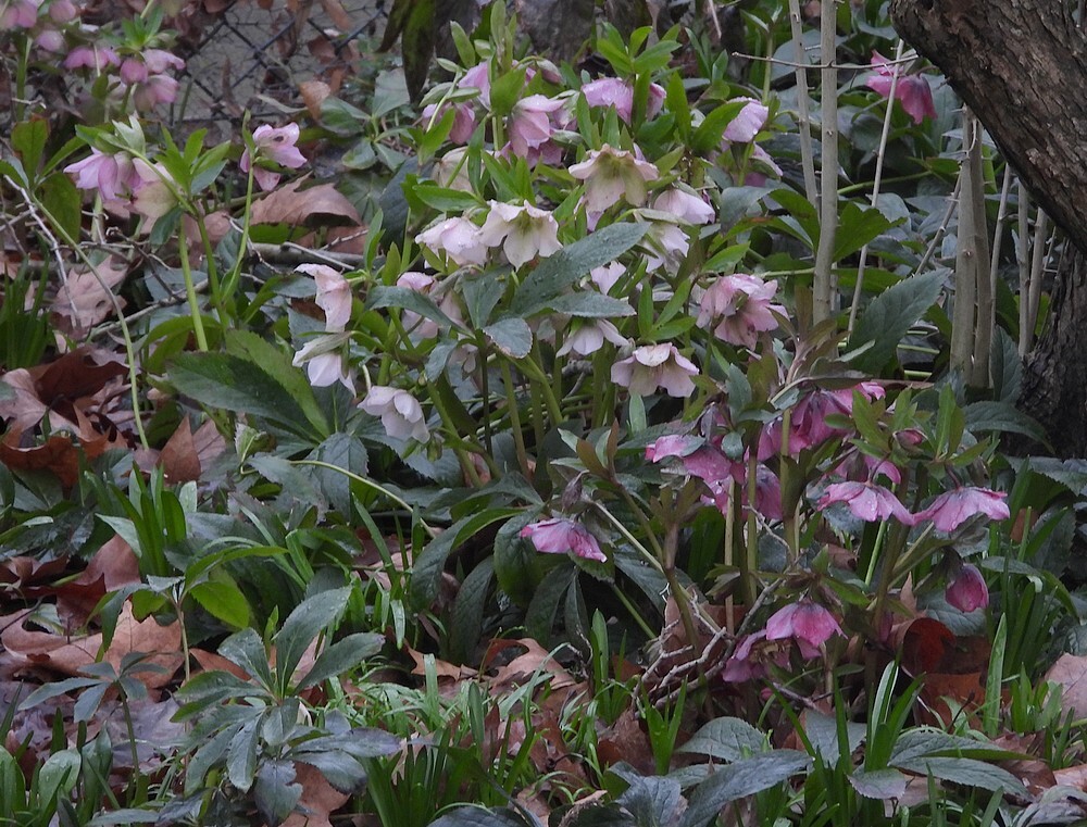 kerstroosoudeevolutietuinbotanischetuinenutrcht20022024