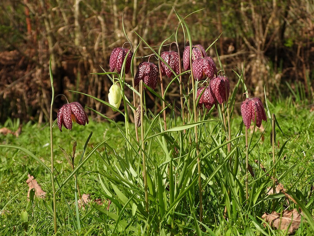 kievitsbloeminsectenweidebotanischetuinenutrecht25032024