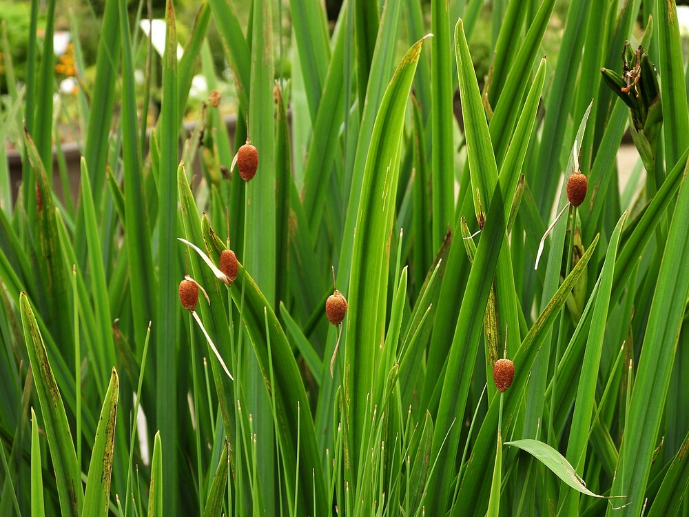 kleinstelisdoddeontdektuinbotanischetuinenutrecht08062024
