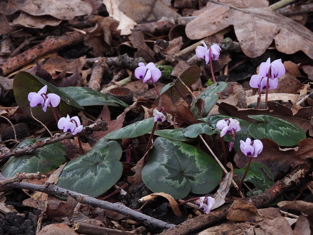 cyclaambotanischetuinenutrecht31012024 7