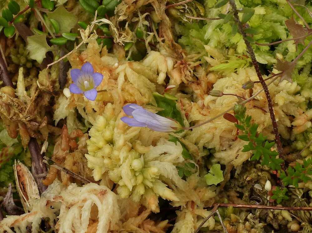 klimopklokjeontdektuinbotanischetuinenutrecht17062024