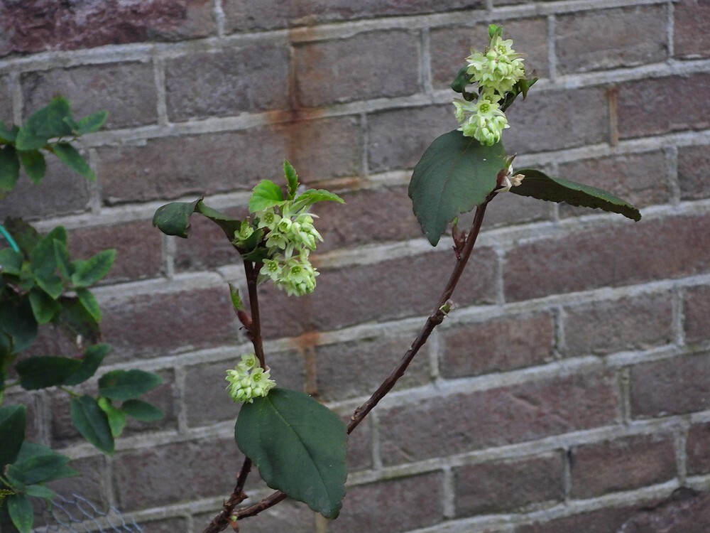 koraalplantbotanischetuinenutrecht05022024 2