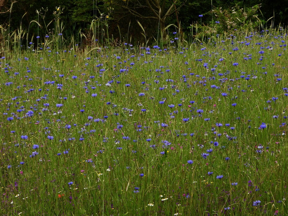 korenbloemenroggeakkerontdektuinbotanischetuinenutrecht08062024