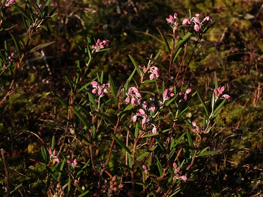 lavendelheidehoogveenbakbotanischetuinenutrecht27022024