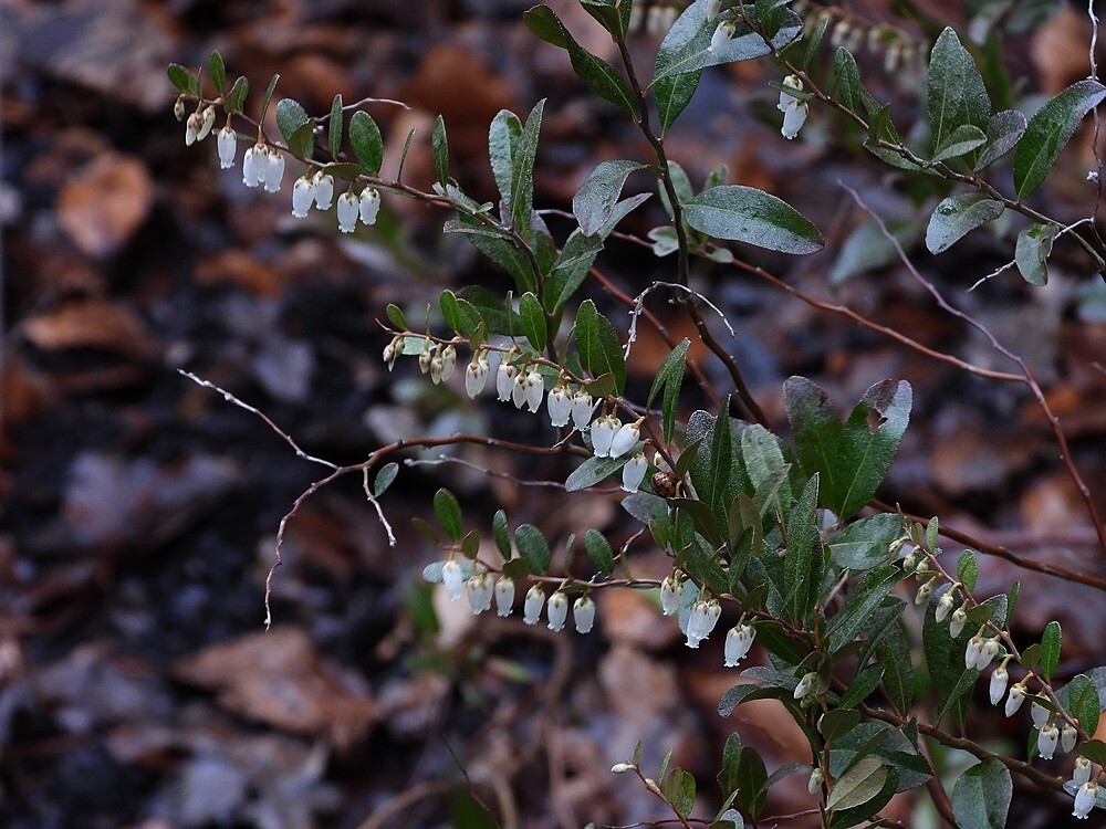 lederbladrotstuinbotanischetuinenutrecht23022024