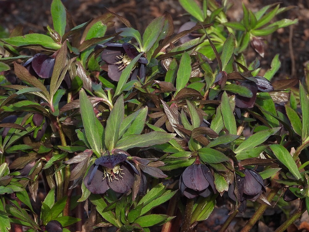 lenterooshelleborusxhybridebotanischetuinenutrecht13022024