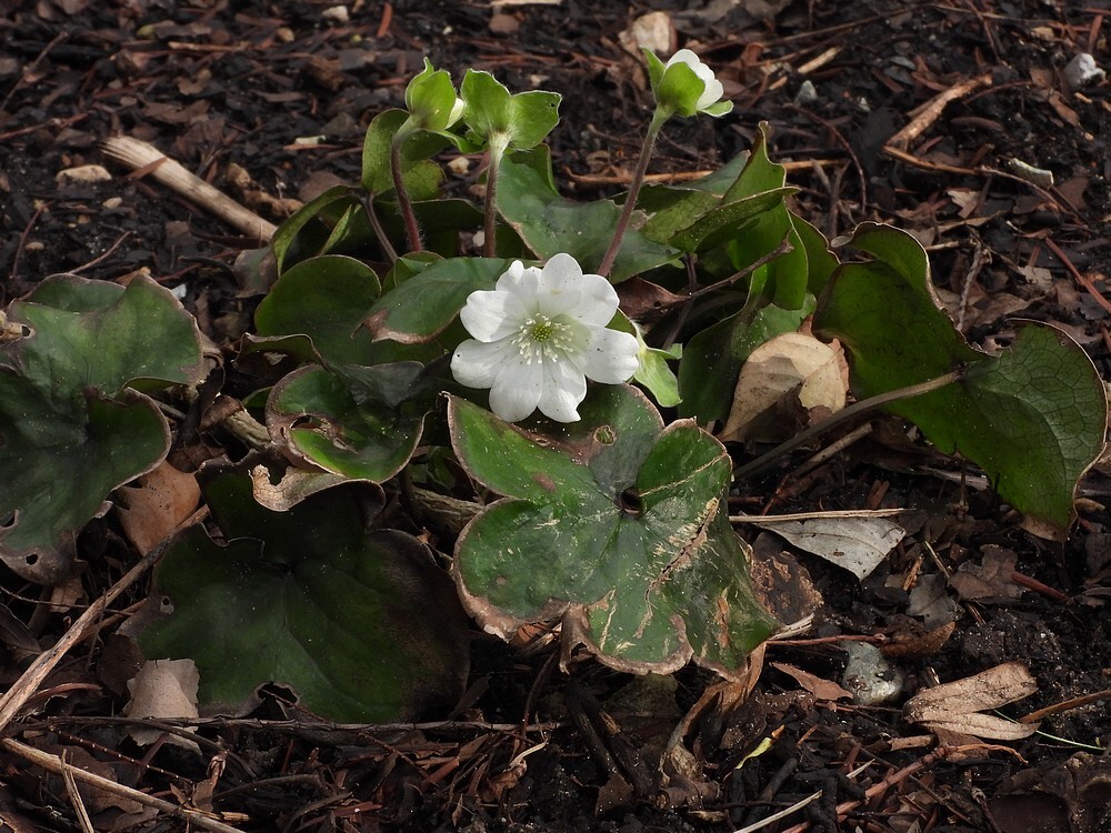 leverbloempjebotanischetuinenutrecht12022024