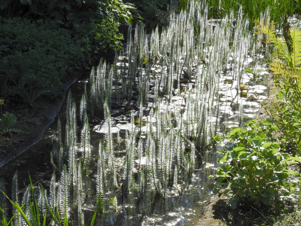 lidstengrotstuinbotanischetuinenutrecht14052024