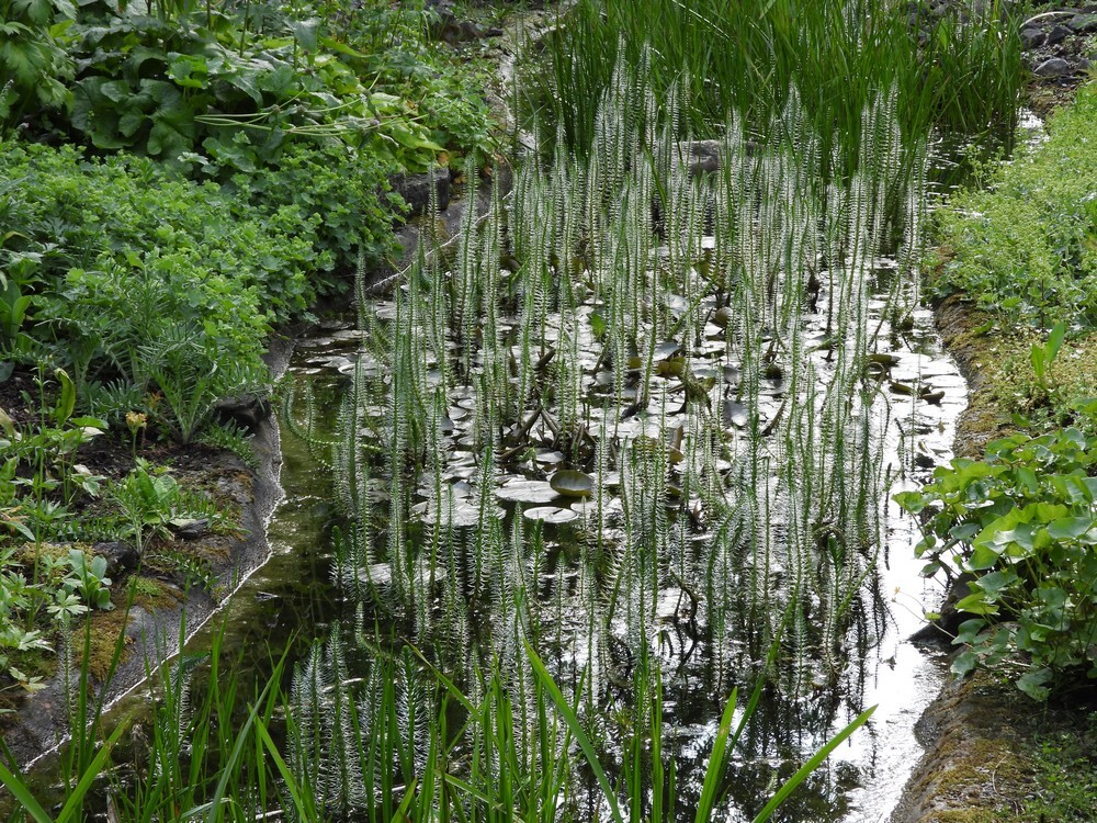 lidstengrotstuinbotanischetuinenutrecht15052024 1