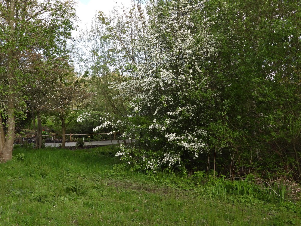meidoornbuitenfortbotanischetuinenutrecht10042024