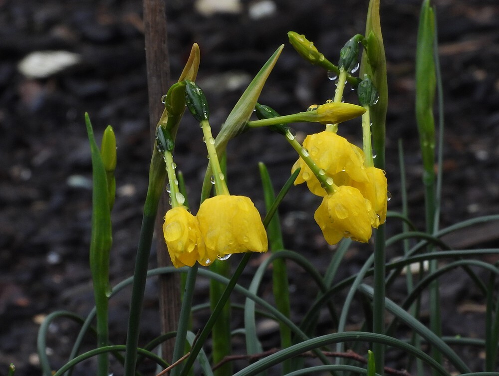 narcissuscordubensisbotanischetuinenutrecht15022024