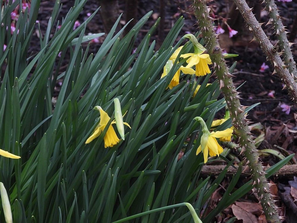 narcissusfebruarigoldontdektuinbotanischetuinenutrecht19022024