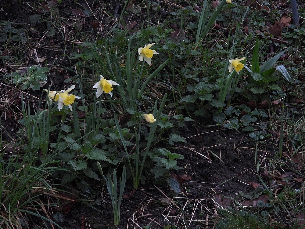narcissuspseudonarcissubsplobularisstinzenhellingbotanischetuinenutrecht19022024